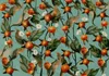 Vlies Fototapete - Orange grove - plant motif with fruit Produktbild-Vorschau 5