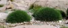 Stauden Gänge 10 x Festuca gautieri 'Pic Carlit' - Produktbild-Vorschau 3