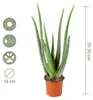 2er-Set Aloe Vera, Sukkulente, 35-45 cm, Topf 12 cm Produktbild-Vorschau 7