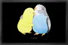 Mr. & Mrs. Panda Eingangsmatte Wellensittich Liebe 50 x 75 Produktbild-Vorschau 1