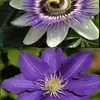 2 x piante rampicanti: Clematis The President e Passiflora Anteprima dell’immagine prodotto 1