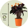Calathée - Set de 2 - Calathea crocata 'Tassmania' - Voir les images du produit 2