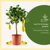 Meine Orangerie Amalfi Zitronenbaum Mezzo - echte Produktbild-Vorschau 5