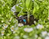 Gardena MDS Tête goutte à goutte en ligne 2 l/h GARDENA Voir les images du produit 11