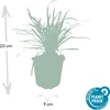 Liriope muscari 'Big Blue' – 24 Pflanzen – Immergrüner Produktbild-Vorschau 2