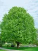 Fagus sylvatica, Rotbuche, 125–150 cm Produktbild-Vorschau 13