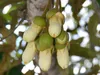 Durian (Durio zibethinus)  – 1 wykiełkowane nasiono Podgląd zdjęcia produktu 6