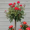 Kordes Zwergrose Zwergenfee '09® Orange-rot Produktbild-Vorschau 5