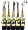 A tray of potted winter jasmine plants with yellow flowers and wooden stakes. Produktbild-Vorschau