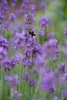 Lavendel Lavandula angustifolia 'Munstead' – 48 Pflanzen – Produktbild-Vorschau 1