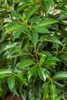 Prunus lusitanica, Portugiesischer Lorbeer, immergrün, Produktbild-Vorschau 6