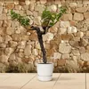 Vigne Vitis Vinifera, plante d'intérieur Ø55cm Ø220cm - Voir les images du produit 4