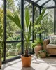 Washingtonia robusta, 100–140 cm. Mexická fächerová palma, Náhled obrázku produktu 1