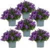 Campanula Addenda - jacinthe des bois - pot de 12cm - 6 Voir les images du produit 1