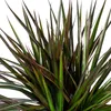 Dracaena Marginata Magenta, pot de 24 cm - hauteur 130-150 Voir les images du produit 2
