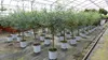 Eucalyptus Gunni Stamm Eukalyptusbaum, 70 - 90 cm, Pflanze Produktbild-Vorschau 1