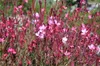 Stauden Gänge 3 x Gaura lindheimeri 'Siskiyou Pink‘ - Produktbild-Vorschau 3