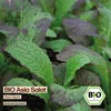 Samenliebe  Asia Salat Samen | Red Giant - winterhart & rot Produktbild-Vorschau 4