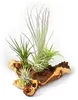 Tillandsia na mopane kore? - XXL - 5 rastlín Náhľad obrázku produktu 3