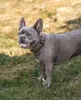 collare per cani lionto riflettente, imbottito e regolabile Anteprima dell’immagine prodotto 2