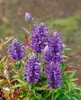Katzenminze, im Topf - Nepeta nervosa Produktbild-Vorschau 7