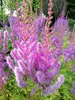 Stauden Gänge 1 x Astilbe chinensis pumila - Zwerg Produktbild-Vorschau 3