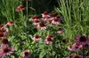 Echinacea purpurea 'Magnus', Sonnenhut, rosa, ca. 9x9 cm Produktbild-Vorschau 3