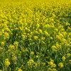 Gelbsenf 5kg Gründünger ganze Körner ganz Produktbild-Vorschau 5