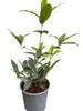 Osmanthus armatus - Fleur odorante chinoise 30- 40 cm - Voir les images du produit 1