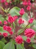 Lorbeerrose - Berglorbeer Pinkobello - Kalmia latifolia Produktbild-Vorschau 2