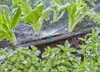 Gardena Micro-Sprinkler 180 Produktbild-Vorschau 4