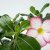 Rose du désert - Adenium obesum 'Pink Star' - Hauteur Voir les images du produit 4