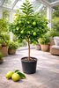 Roślina bergamotowa 140–160 cm – Citrus bergamia – drzewo Podgląd zdjęcia produktu 4