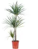 Albero del drago a 3 steli - Dracaena marginata - altezza Anteprima dell’immagine prodotto 2