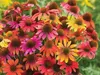 Stauden Gänge 4 x Sommerstauden Kollektion - Echinacea & Produktbild-Vorschau 6