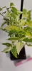 A close-up shot of a small plant with variegated leaves in a dark pot. Produktbild-Vorschau