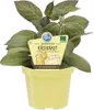 Organiczne ziolo serowe - Paederia lanuginosa - roslina Podgląd zdjęcia produktu 1