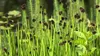 Stauden Gänge 3 x Juncus ensifolius im 1 Liter Topf - Zwerg Produktbild-Vorschau 6