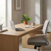 Maranta Lemon Lime, pianta ornamentale, pianta da interno, Anteprima dell’immagine prodotto 3