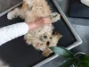 A person is petting a dog that is lying on its back on a dog bed. Produktbild-Vorschau