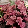 Bloomique - 3er-Set - Heuchera Micrantha Palace Purple - Produktbild-Vorschau 3