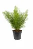 Asparagus densiflorus Sprengeri 30-40 cm - Zierspargel im Produktbild-Vorschau 1