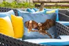 MuchoWow® Outdoor Kissen - Vogel - Äste - Adler - Raubvögel Produktbild-Vorschau 4