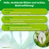 Purgrün Einblatt-Dünger 1 Liter Produktbild-Vorschau 3