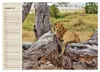 Löwen. Majestätische Kraft (Wandkalender 2027 DIN A4 quer), Produktbild-Vorschau 3