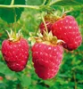 Dornenlose Himbeerstrauch ´GLEN AMPLE®´ 30-40 cm, Cont. 1 l Produktbild-Vorschau 1