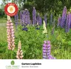 Pabst Keimkraft - Lupine Bunte Kerzen Samen - 173415 Produktbild-Vorschau 3