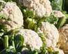 Odporny kalafior Tasty 1G Bora Podgląd zdjęcia produktu 3