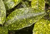 Japanische Aukube Variegata 40-60 cm, im Topf - Aucuba Produktbild-Vorschau 4