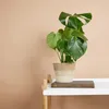 Bloomique - Monstera Deliciosa - Plante-gruyère- Plante Voir les images du produit 2